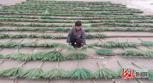 傳統藝術與現代美顏 樂亭毛莊鎮笤帚與麥秸畫如何賺取外匯